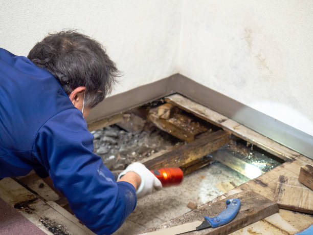 Best Crawl Space Mold Remediation in Brainerd, MN