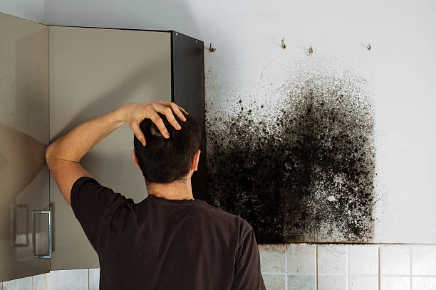 Best Crawl Space Mold Remediation in Brainerd, MN